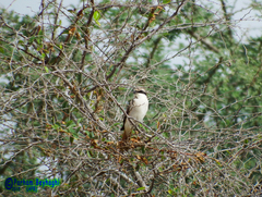 Lanius phoenicuroides
