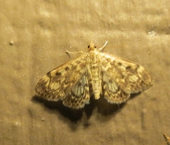 Anania coronata