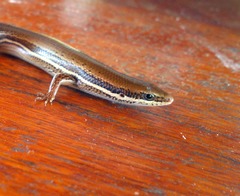 Marisora lineola