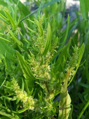 Rumex fueginus