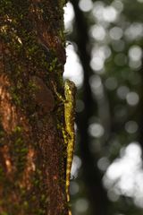 Monilesaurus ellioti