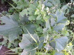 Clematis heracleifolia