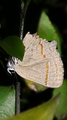 Calycopidina