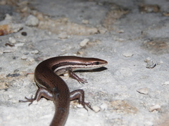 Marisora lineola