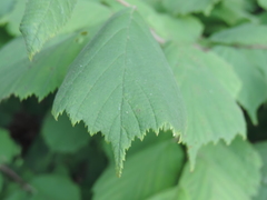 Corylus sieboldiana