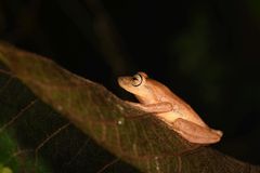 Raorchestes luteolus