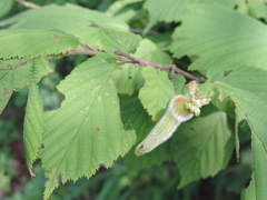 Corylus sieboldiana
