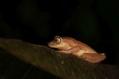 Raorchestes luteolus