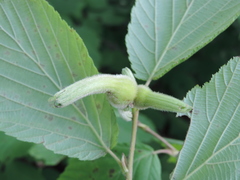 Corylus sieboldiana