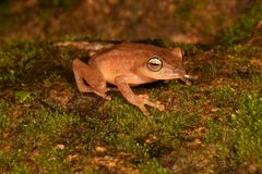 Raorchestes luteolus