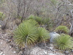 Agave stricta