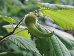 Corylus sieboldiana