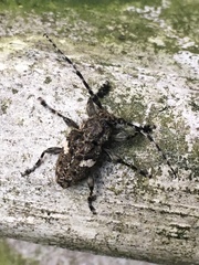 Aegomorphus quadrigibbus