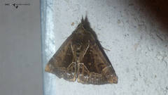 Hypena crassalis