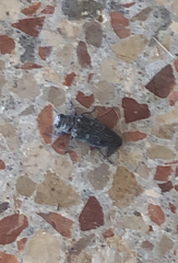 Chrysobothris solieri