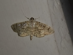 Haritalodes derogata