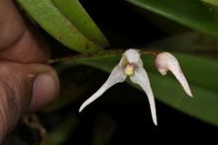 Bulbophyllum mysorense