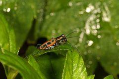 Cosmodela barmanica