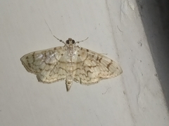 Haritalodes derogata