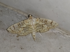 Haritalodes derogata