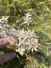 Leontopodium