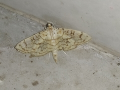 Haritalodes derogata