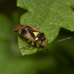 Orthops scutellatus