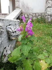 Lamium garganicum
