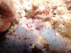 Clavelina moluccensis
