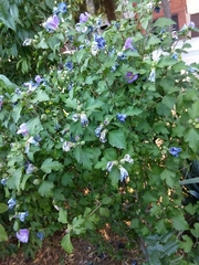 Hibiscus syriacus