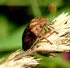 Eurygaster testudinaria