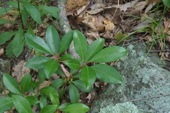 Kalmia
