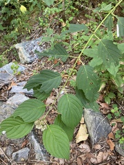 Macremphytus tarsatus