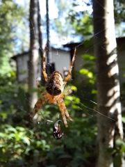 Araneus diadematus