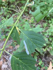 Macremphytus tarsatus