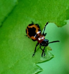 Crioceris quinquepunctata