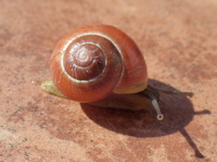 Cepaea