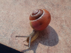 Cepaea