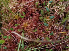 Sphagnum magellanicum