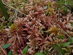 Sphagnum magellanicum