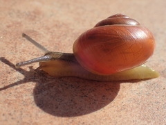 Cepaea