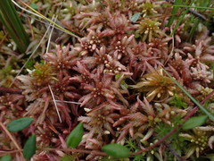 Sphagnum magellanicum