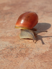 Cepaea