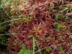 Sphagnum magellanicum