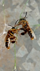 Paratetrapedia flaveola