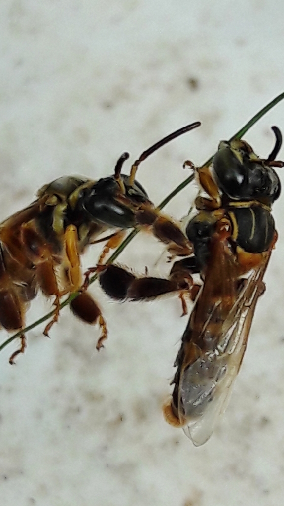 Paratetrapedia flaveola