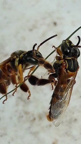 Paratetrapedia flaveola