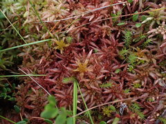 Sphagnum magellanicum