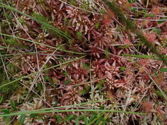 Sphagnum magellanicum