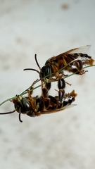 Paratetrapedia flaveola